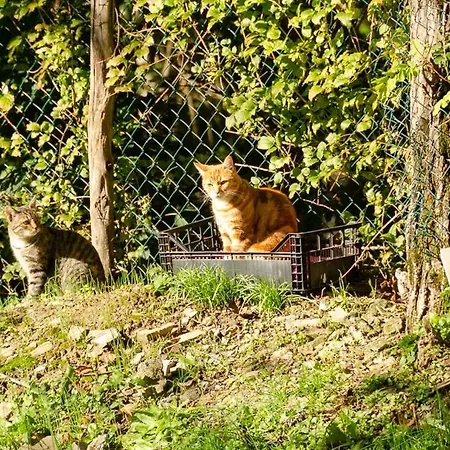 La Ghiandaia 住宿加早餐酒店 3*