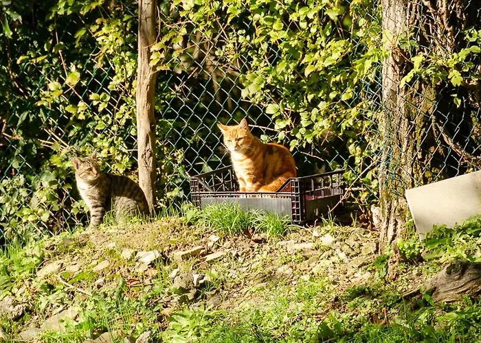 La Ghiandaia Bed & Breakfast 3*